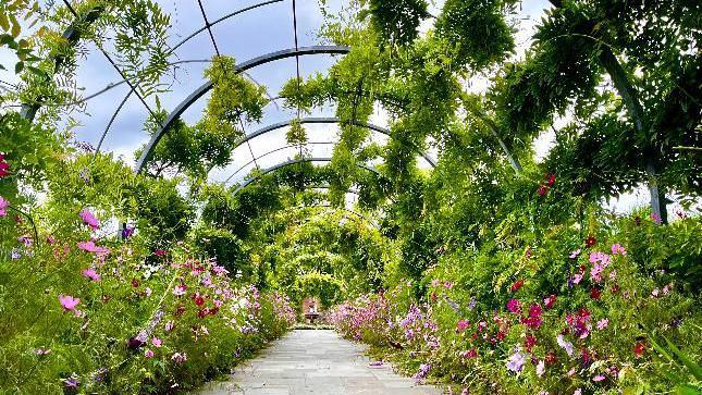 A walkway between bushes and flowers.