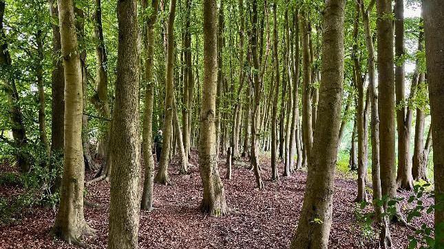 Trees in a forrest 