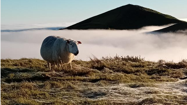 A sheep stands on the hills with another hill behind it peeping through the cloud