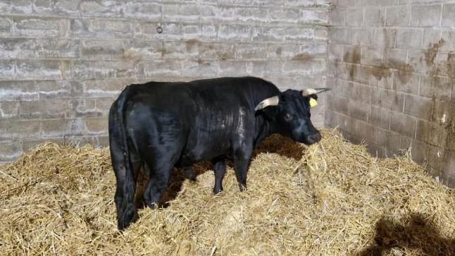 A black bull with two horns and a yellow tag on its ear in a barn, with straw all around him. 