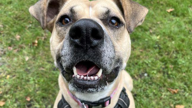 Close up of Barbara, a honey coloured crossbreed, looking straight at the camera