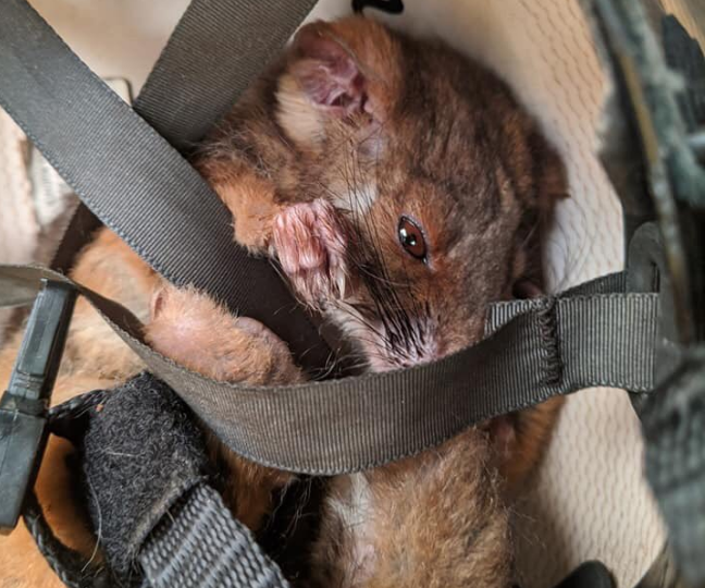 possum-sheltering-in-a-helmet