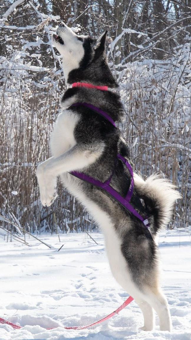 The image shows a pet husky sporting a walking harness. The dog is on its hind legs, possibly looking for a ball that has been thrown in the air, and the scene is a snowy garden. This is one of the pet dogs that was involved in the research.