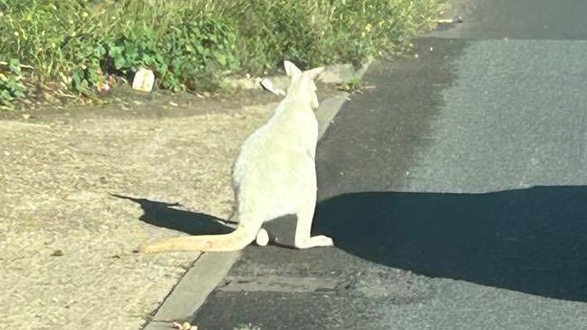 The back of a small, white wallaby standing on the side of a road.