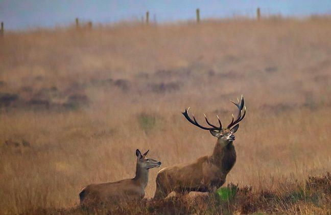 A deer with big antlers stands next to another with no antlers. They have brown fur and stand among brown grass on a hill.