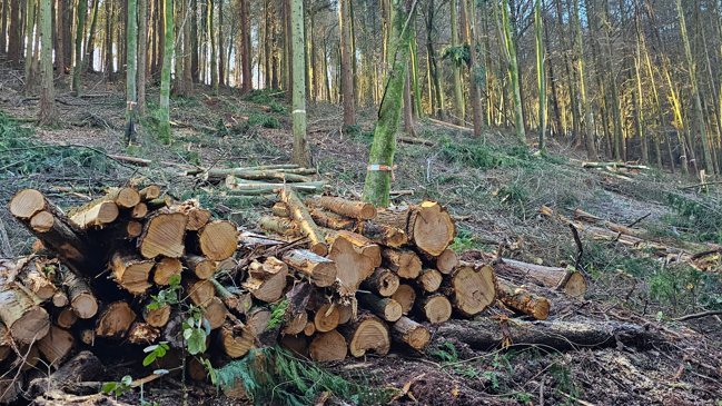 Stacks of logs in cleared woodland, with a thickly planted row of coniferous trees in the background.