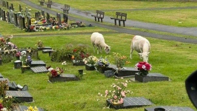 Mae'r defaid wedi bod yn bwyta blodau a difrodi addurniadau yn ôl pobl leol