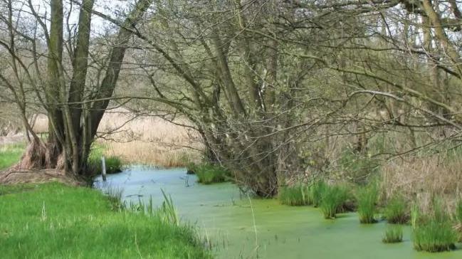 A stream of water covered in thick green layers of vegetation with trees and grass on either bank