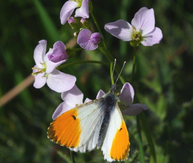 Orange tip butterfly on cuckoo flower at Chester Zoo Nature Reserve