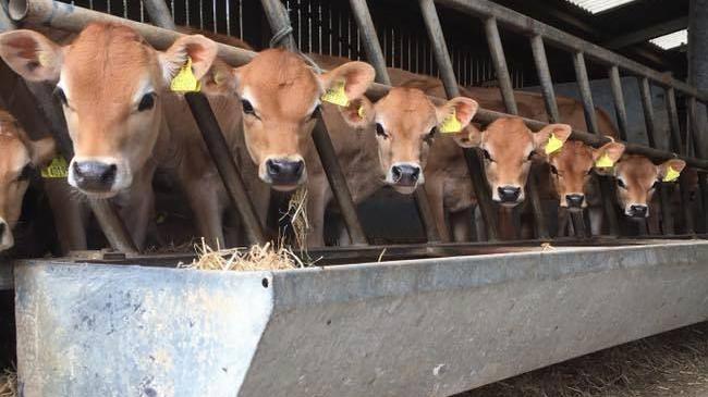 Six Jersey calves are standing in a line in a barn looking at the camera. Their heads poke through bars and their feed trough is below them with hay poking out of it. Each of the calves is pale brown with white around their eyes, ears and noses. Their eyes and noses are black and there are yellow tags in their left ears.