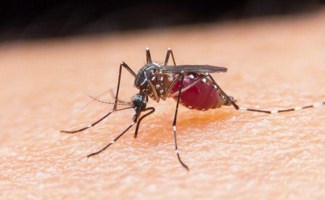 An extreme close-up of a mosquito on a human's skin - it is brown, with white bands on its legs, it is bent over, its proboscis reaching into the skin, and its bosy is a purple-red shade.