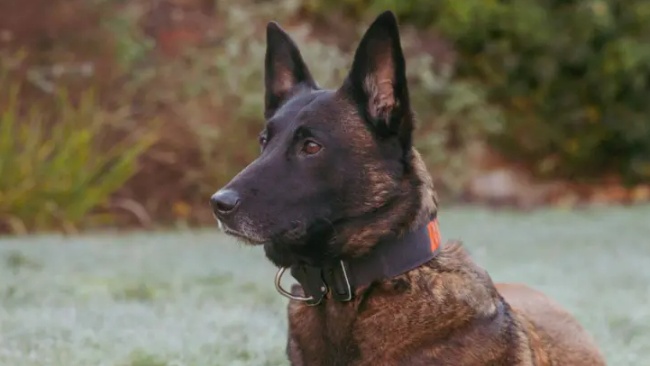 close up of the dog in the garden looking out into the distance