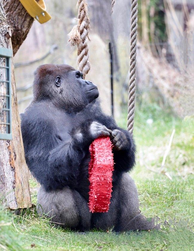 gorilla-holding-to-heart-shaped-piñata.