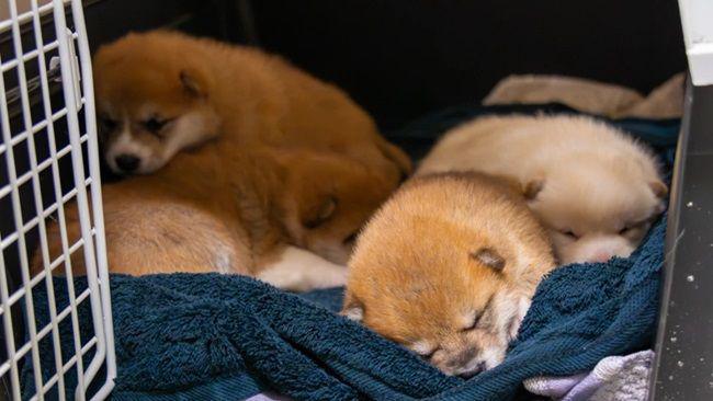 Three puppies can be seen sleeping together in a carrier. They are brown or ginger in colour and are on a blue blanket or towel. 
