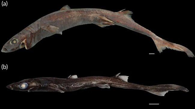 two of the lantern sharks discovered on the mission