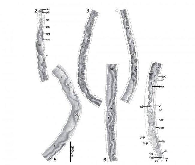 Holotype of Baracktrema obamai, named after President Barack Obama.