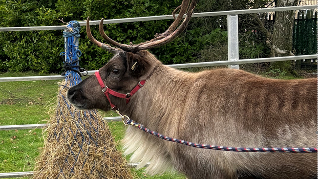 A reindeer, with antlers, has a red harness on and is eating straw from a blue netted bag hanging from a fence. 