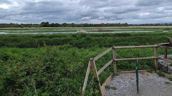 Picture of an overcast RSPB Ham Wall Nature Reserve looking across the Avalon Marshes. In the foreground is a lookout with a simple wooden fence in the right hand corner. Beyond that is greenery and streams of water.