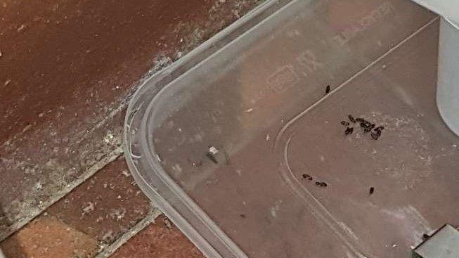 A pile of mouse droppings on a tupperware lid