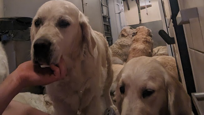 A number of golden retriever dogs standing, sitting and lying on the floor next to each other.