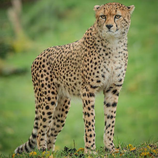One of the cheetah brothers exploring the enclosure.