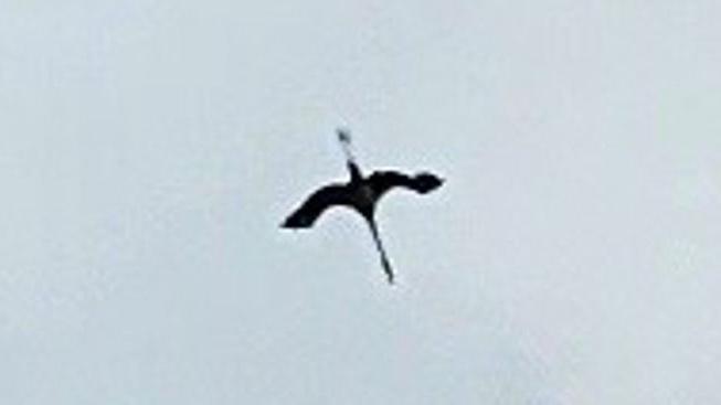 A blurry long-range shot of what is supposedly a flamingo flying.
