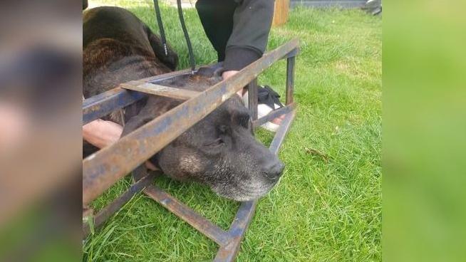 A brown Staffordshire Bull Terrier and Labrador cross stuck in metal bars on some grass