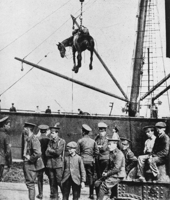 A horse is landed from a British military transport ship at Boulogne, France, during World War One, August 1914