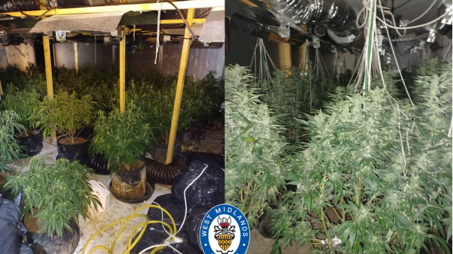 Several, large cannabis plants growing inside a building with lighting and equipment above them.
