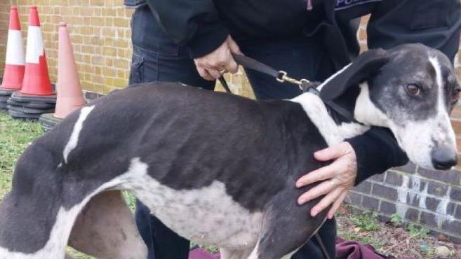 Black and white tall thin dog on a lead and being held by an officer