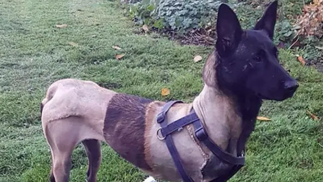 Baloo who had been shaved while her broken pelvis was treated is recovering in a garden