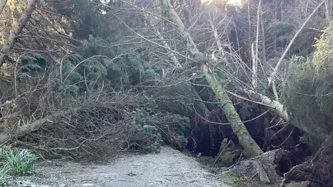 Fallen trees cover a path in a plantation.