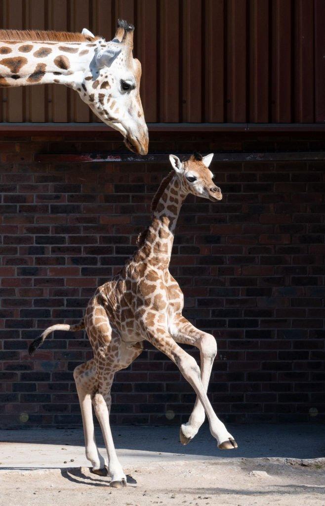 stanley-the-giraffe-with-his-mother-Orla.