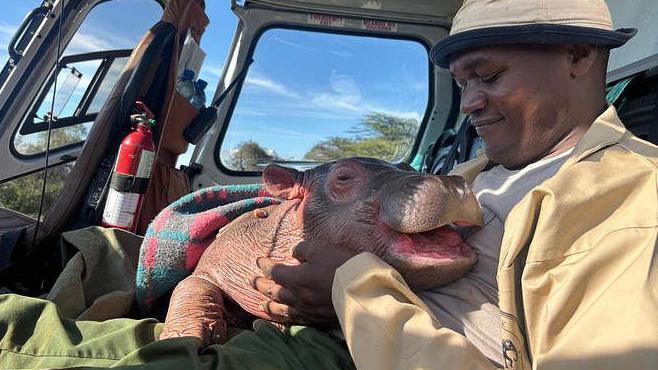 A man inside a helicopter holds on his lap a baby hippo with its mouth open 