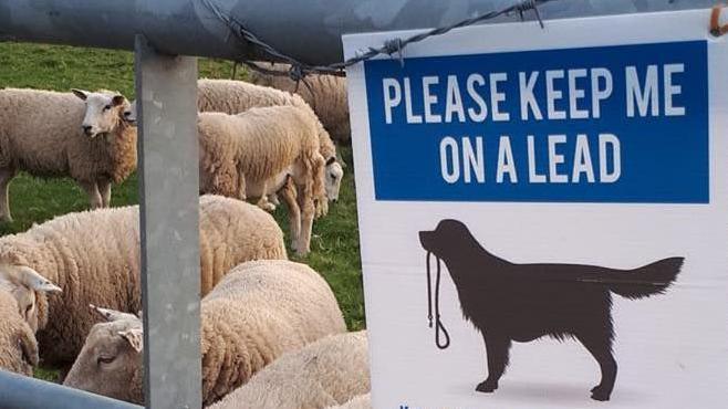A sign that reads "please keep me on a lead" with a picture of a dog that is coloured in black. The dog had a lead in its mouth. The sign is attached to a metal gate and there are sheep grazing behind it.
