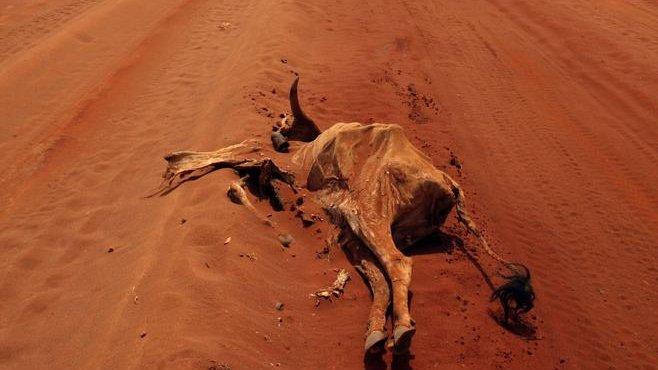 Cattle carcass on road (Image: AP)