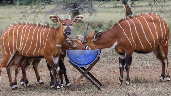 Critically endangered mountain bongos are seen eating pellets at the Mount Kenya Wildlife Conservancy in Nanyuki 