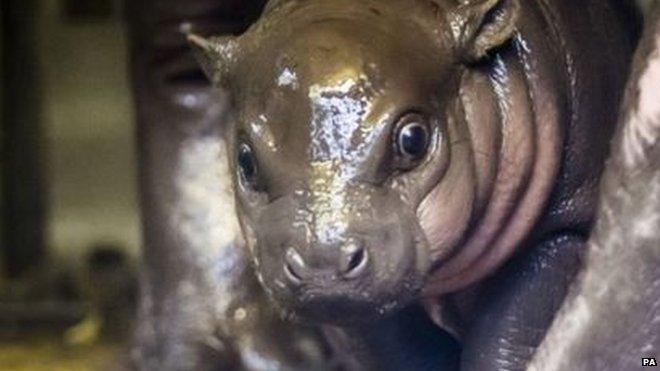 Baby pygmy hippo