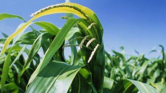 GM crop