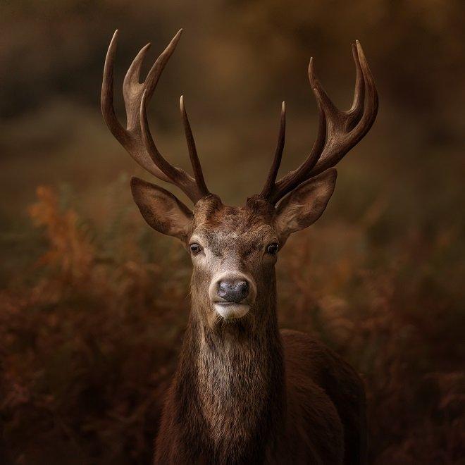 stag