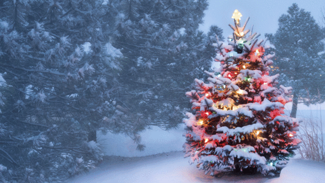 Decorated Christmas tree in forest