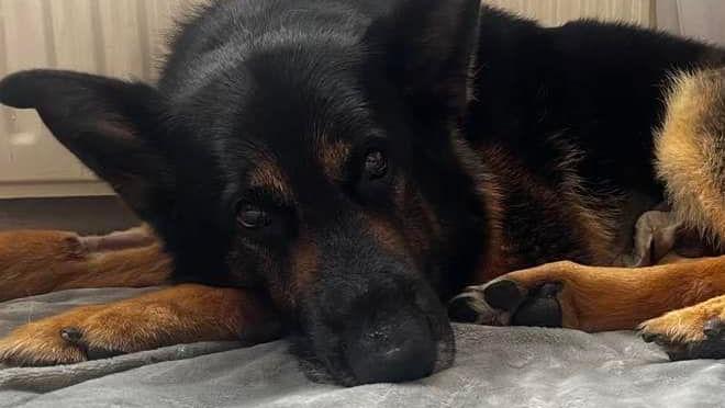 A black German Shepherd laying on a blanket in front of a radiator