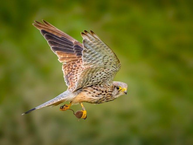 kestrel with prey