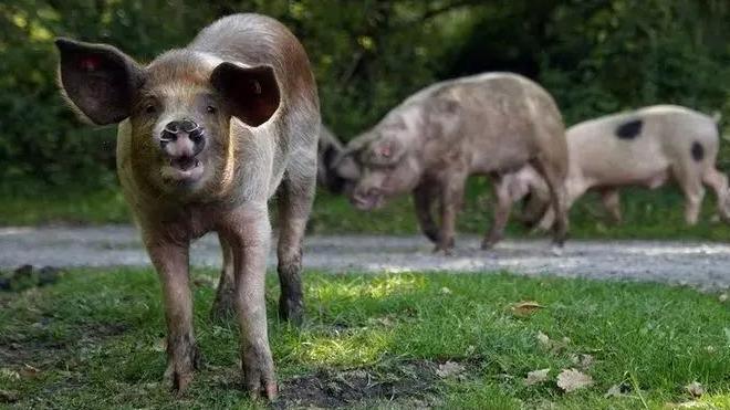 Three pigs grazing in a forest, one is looking directly at the camera.