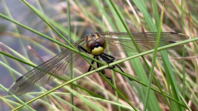 White-faced darter dragonfly