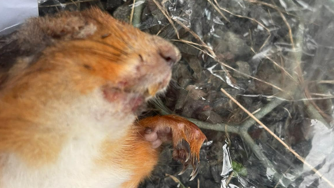 The body of a dead red squirrel lies against some tree bark. It has visible pox marks on its mouth.