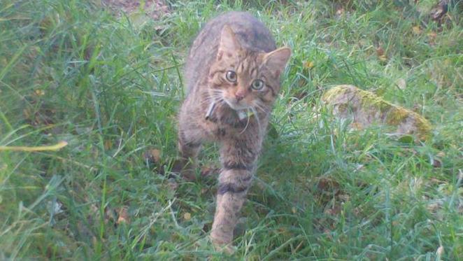 Female Scottish wildcat on a wildlife camera