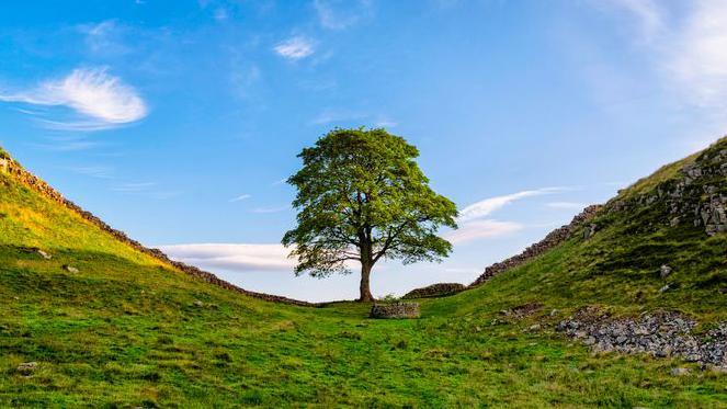 Sycamore Gap before it was felled.
