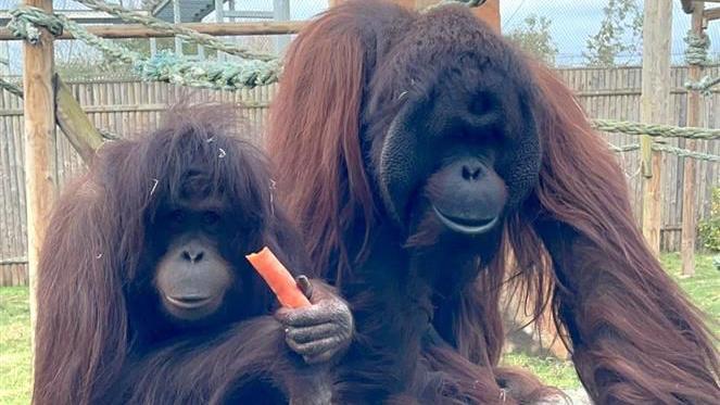 Female orangutan Awan and her partner Jin in their enclosure at Wingham Wildlife Park