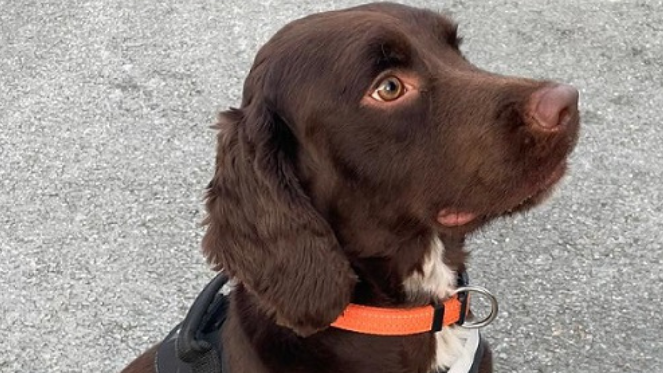 Toby the detector dog